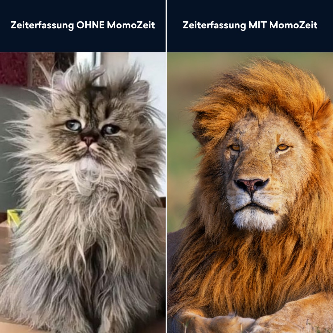 Vom Zeiterfassungs-Chaos zum King of Management! 🦁✨  Hand aufs Herz: Fühlt sich eure Zeiterfassung am Monatsende eher nach dem zerzausten Kater links an? 🐈‍⬛ Zettelwirtschaft, fehlende Stunden und ratlose Gesichter bei der Abrechnung kosten nicht nur Zeit, sondern auch Nerven.  Mit MomoZeit glättet ihr die Wogen (und die Mähne!):
✅ Struktur statt Chaos: Alle Zeiten im Blick.
✅ Fokus auf das Wesentliche: Weniger Admin, mehr Produktivität.
✅ Souveränität: Werdet zum Löwen in eurem Business.  Hört auf zu suchen und fangt an zu leiten. 🚀  👉 Link in der Bio für dein kostenloses Erstgespräch!  #MomoZeit #BusinessMeme #Zeiterfassung #WorkSmarter #Digitalisierung #UnternehmerAlltag #Effizienz #TeamManagement